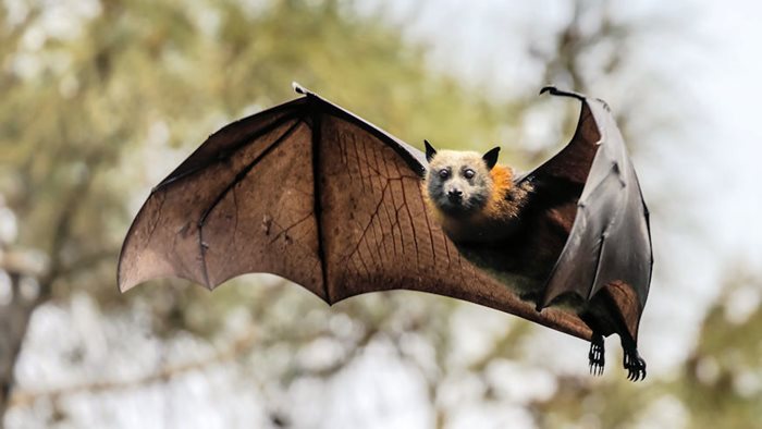 Flying Bat: Amazing Secrets, Life, and Truth About the Flying Bat in Nature Flying Bat